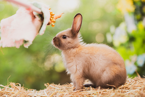 Pet portrait of brown cute rabbit sitting on green grass with blurry nature background, Lovely action of young rabbit, Adorable little pet at home concept