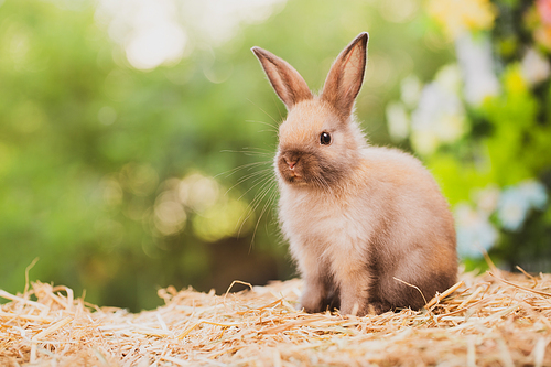 Pet portrait of brown cute rabbit sitting on green grass with blurry nature background, Lovely action of young rabbit, Adorable little pet at home concept