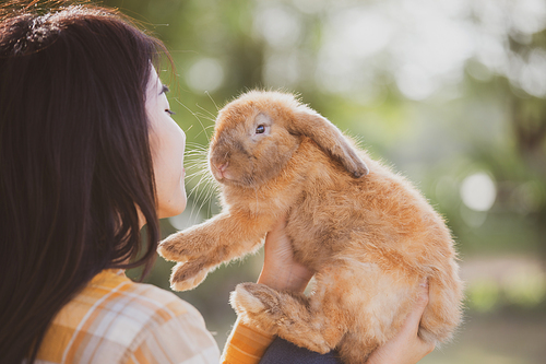 Pet portrait of brown cute rabbit sitting on green grass with blurry nature background, Lovely action of young rabbit, Adorable little pet at home concept