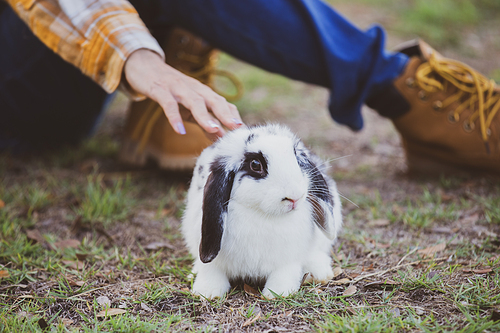 relationships of cheerful rabbit and happy young human girl, domestic friendship family of little cute easter pet and friends person having smile and fun, animal love and care at home concept