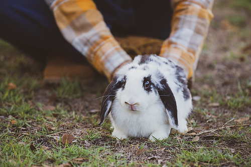 relationships of cheerful rabbit and happy young human girl, domestic friendship family of little cute easter pet and friends person having smile and fun, animal love and care at home concept