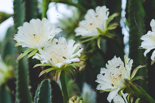 white cactus flower bloom concept, beautiful plant blossom flora background in the morning, green nature botany garden from desert floral decoration, macro shot of thorn, Fairytale castle