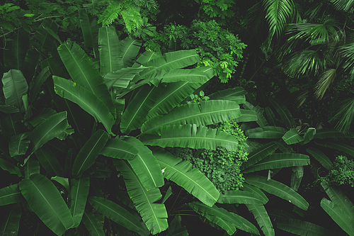 Earth Day eco concept with tropical forest nature scene background, natural forestation preservation scene with canopy tree in the wild jungle, concept on sustainability and environmental renewable