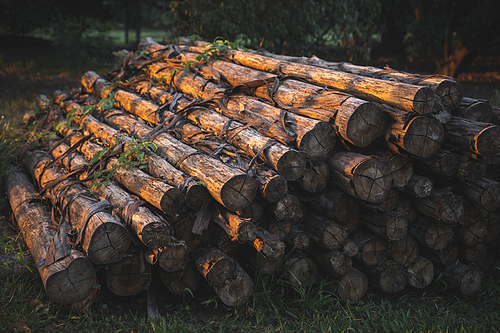 Closeup of group of round wooden logs outside on the ground cut up ready for fire during sunset with no people around