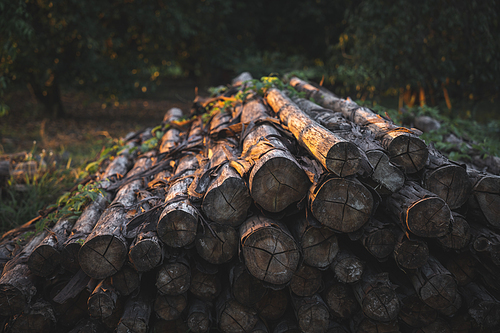 Closeup of group of round wooden logs outside on the ground cut up ready for fire during sunset with no people around