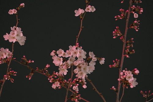 밤하늘 벚꽃