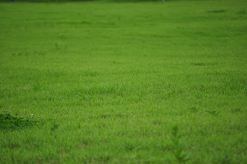 잔디밭