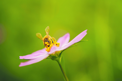 코스모스 꽃위의 꿀벌