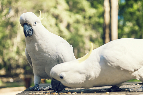 야생동물 보호구역의 앵무새가 먹이를 먹는 모습