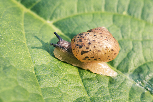 나뭇잎 위를 기어가고 있는 달팽이