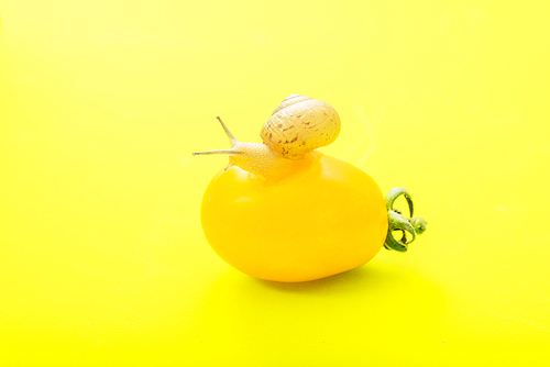 노란색 방울토마토 위의 달팽이