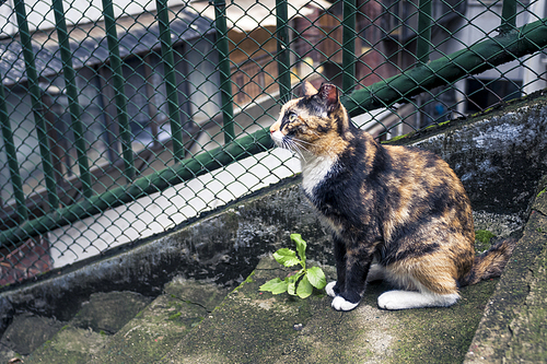 서울 주택가의 길고양이