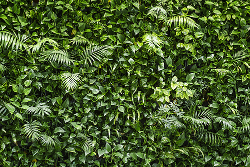 열대 식물로 꾸며진 벽