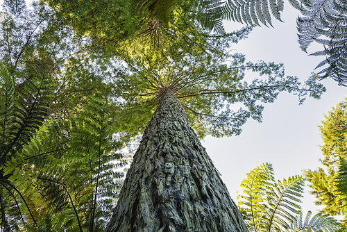 뉴질랜드 레드우드 숲 삼나무