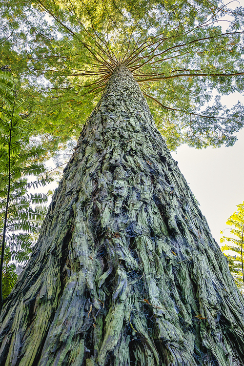 뉴질랜드 레드우드숲 삼나무