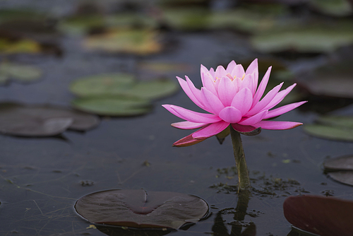 연못에 활짝핀 분홍색 연꽃