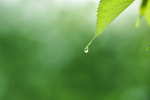 나뭇잎 끝에 맺힌 빗방울