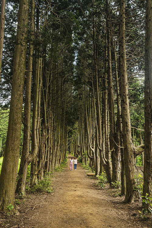 제주도 삼나무 숲속 산책로를 걷고 있는 모녀