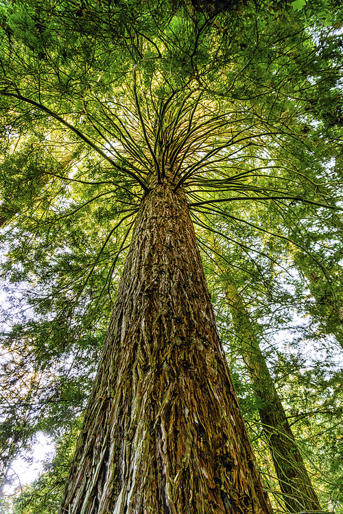 뉴질랜드 레드우드 미국삼나무