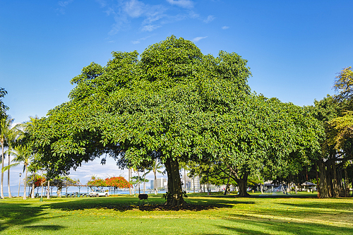 하와이 와이키키 비치에 있는 반얀트리 나무
