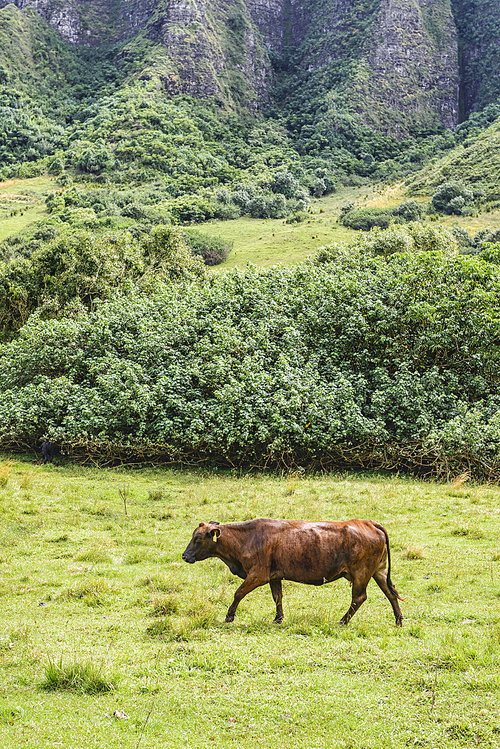 하와이 오아후섬 쿠알로아랜치의 소