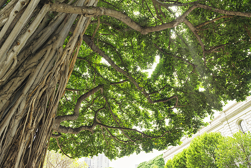 하와이의 반얀트리 나무