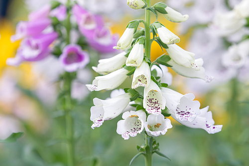 화단에 피어있는 흰색 디기탈리스 꽃