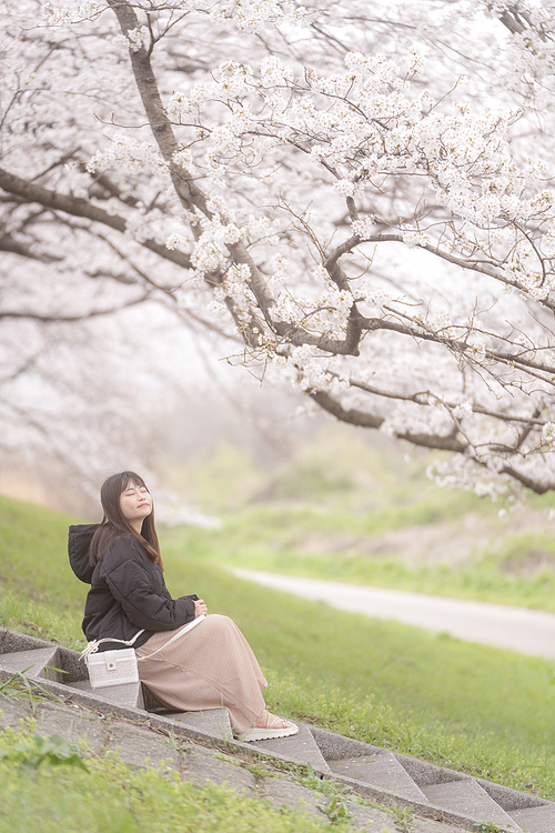 일본 오사카 : 벚꽃과 함께하는 일상