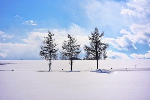 일본 홋카이도 비에이 겨울 풍경