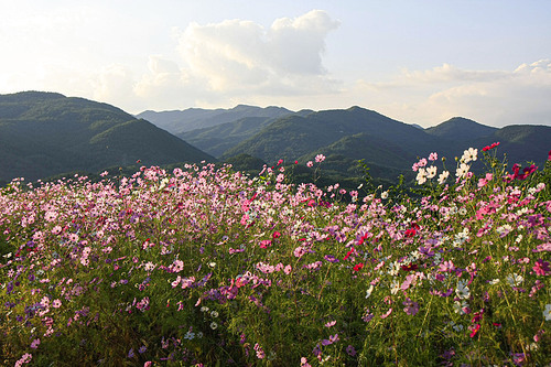 가을 코스모스