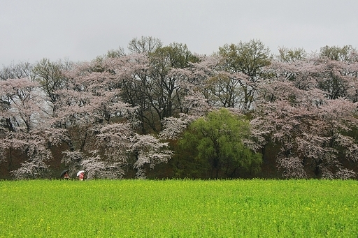 경주 반월성 벚꽃피는 풍경