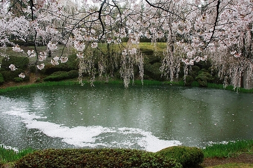 경주 보문정 벚꽃피는 풍경