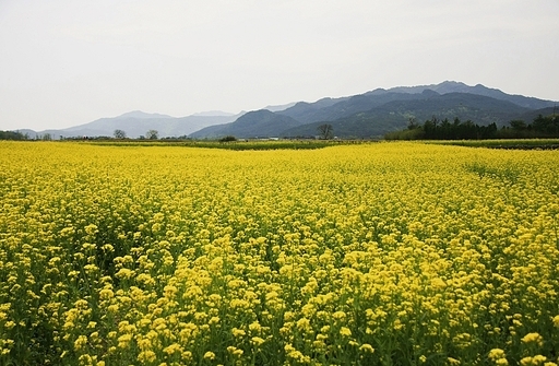 경남 남지 유채꽃밭