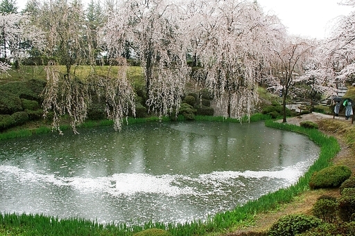 경주 반월성 벚꽃피는 풍경
