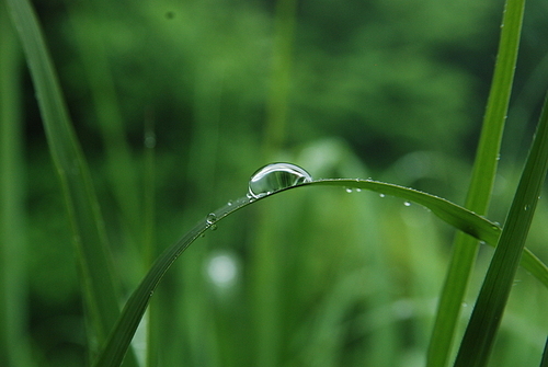 초록빛 풀잎에 맺힌 물방울, 빗방울