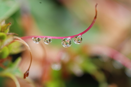 이른 아침 식물 줄기에 맺힌 이슬, 물방울, 빗방울