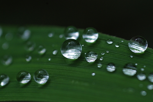 초록색 풀잎에 떨어진 빗방울, 물방울