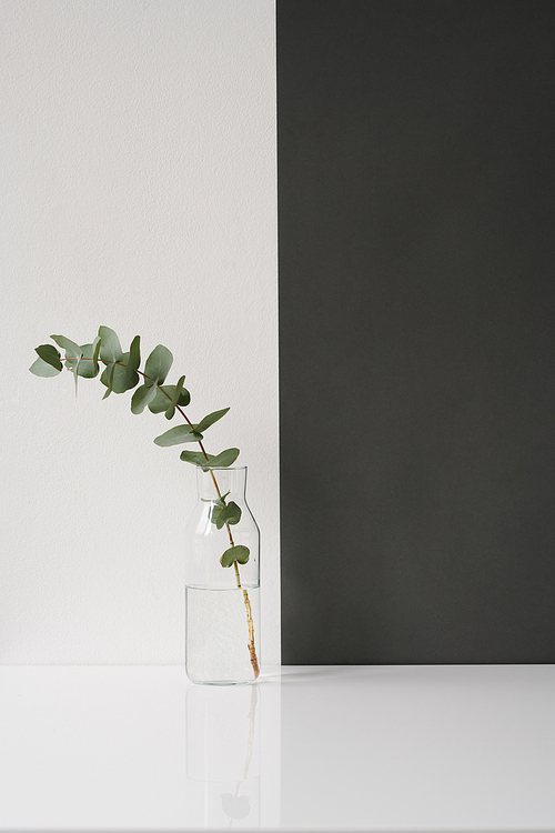 Modern minimalistic still life composition of plant branch in glass vase, black and white background, copy space