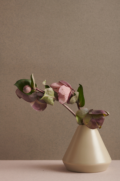 Vertical shot of minimalistic still life composition with flower branch in ceramic vase against warm stone gray wall background