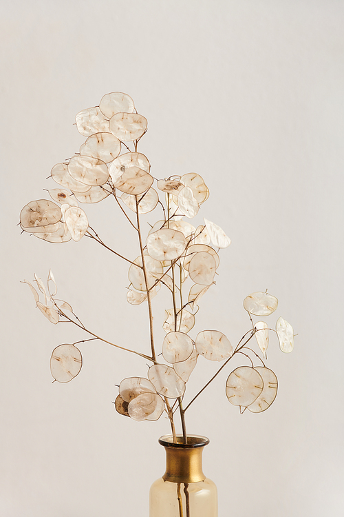 Medium close-up shot of still life composition with lunaria branches in glass vessel against white background
