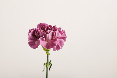 Medium close-up shot of beautiful fresh purple flower against white wall background, copy space