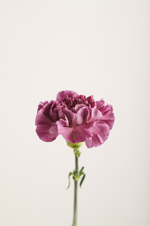 Vertical medium close-up shot of single fresh purple flower against white wall background, copy space