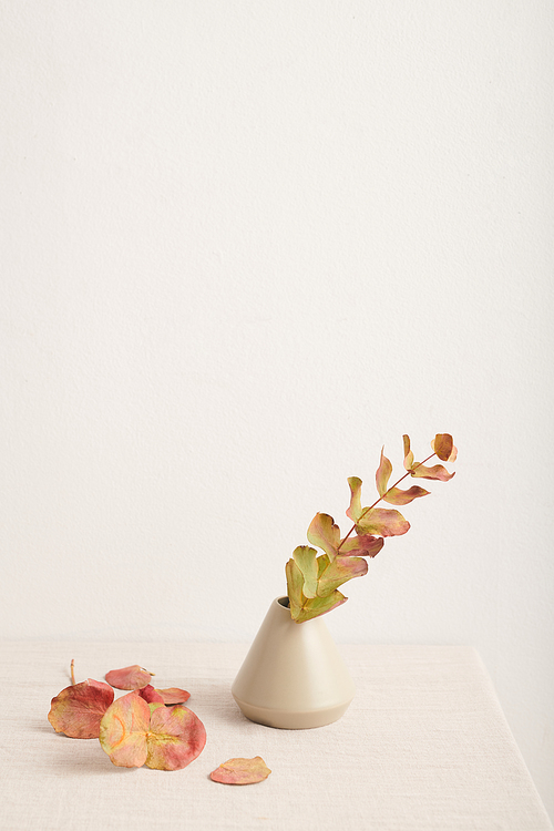 Branch of beautiful plant with green and pink leaves in small vase against white wall background, copy space
