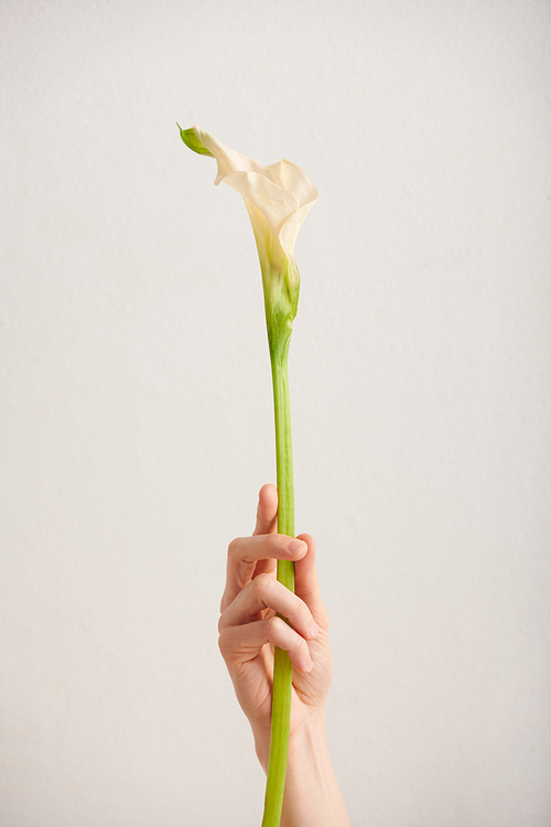 Vertical shot of dainty womans hand holding single Calla flower against white wall background, copy space