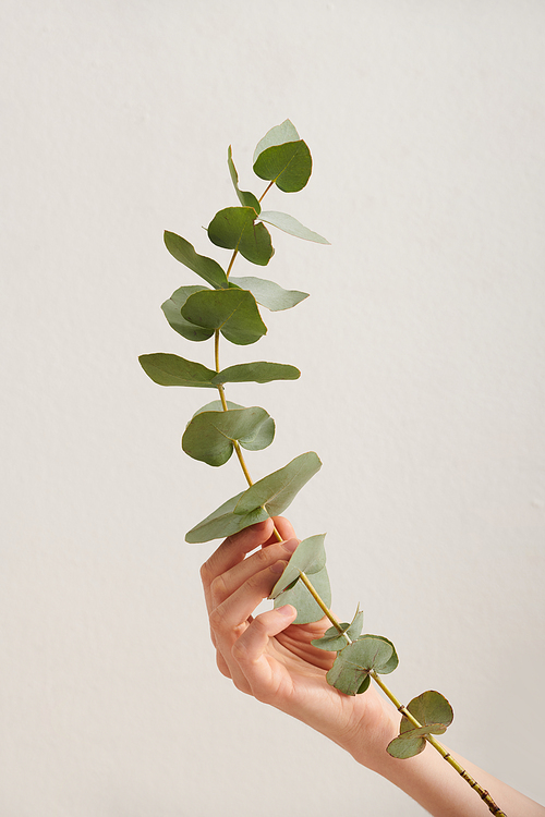 Vertical close-up shot of unrecognizable womans hand holding branch of plant against white background, copy space
