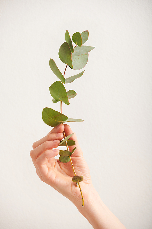 Vertical close-up shot of unrecognizable young womans hand holding branch of green plant against white background, copy space