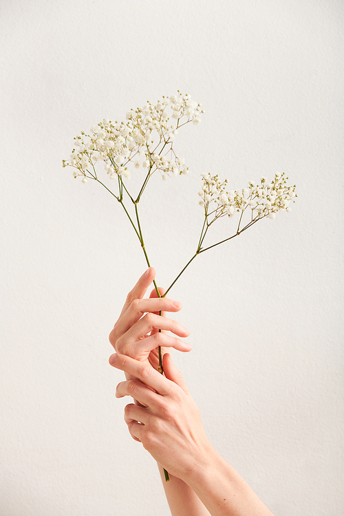 Vertical shot of dainty womans hands holding branch with small white flowers against white wall background, copy space