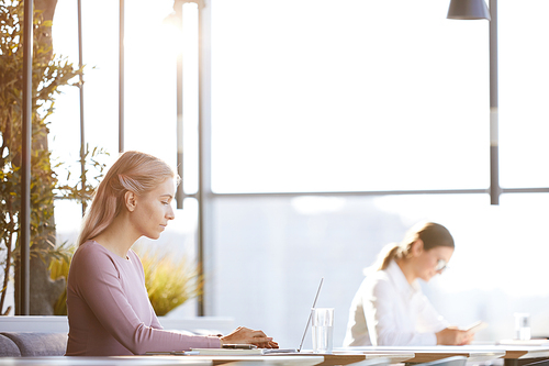 Serious young blond-haired woman in pink sweater sitting at table and working with laptop in office