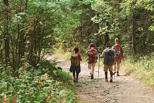 Rear view of young backpackers with bags walking on forest path while hiking together