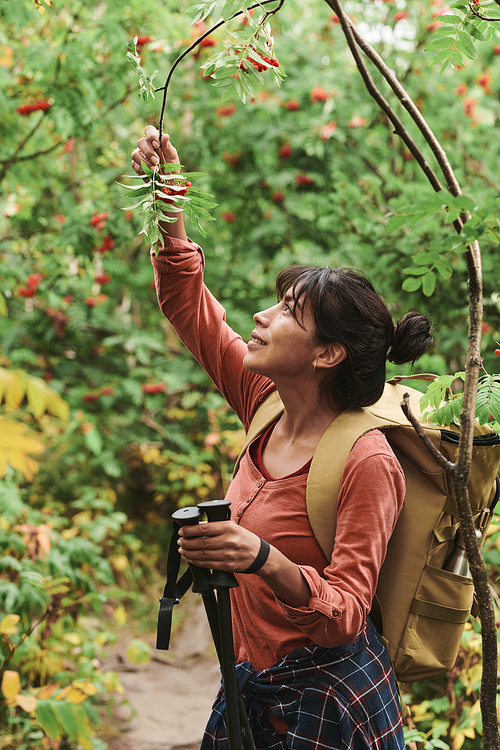 Smiling young female hiker with hairbun wearing backpack holding walking poles and pulling twig while picking rowanberry